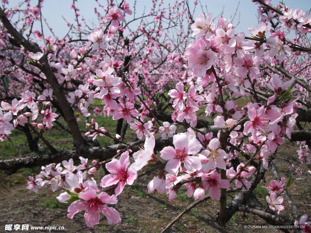 桃花