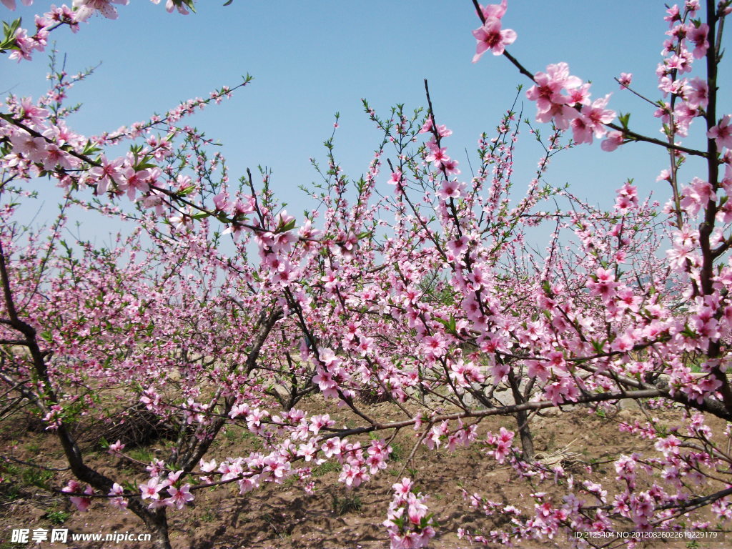 桃花
