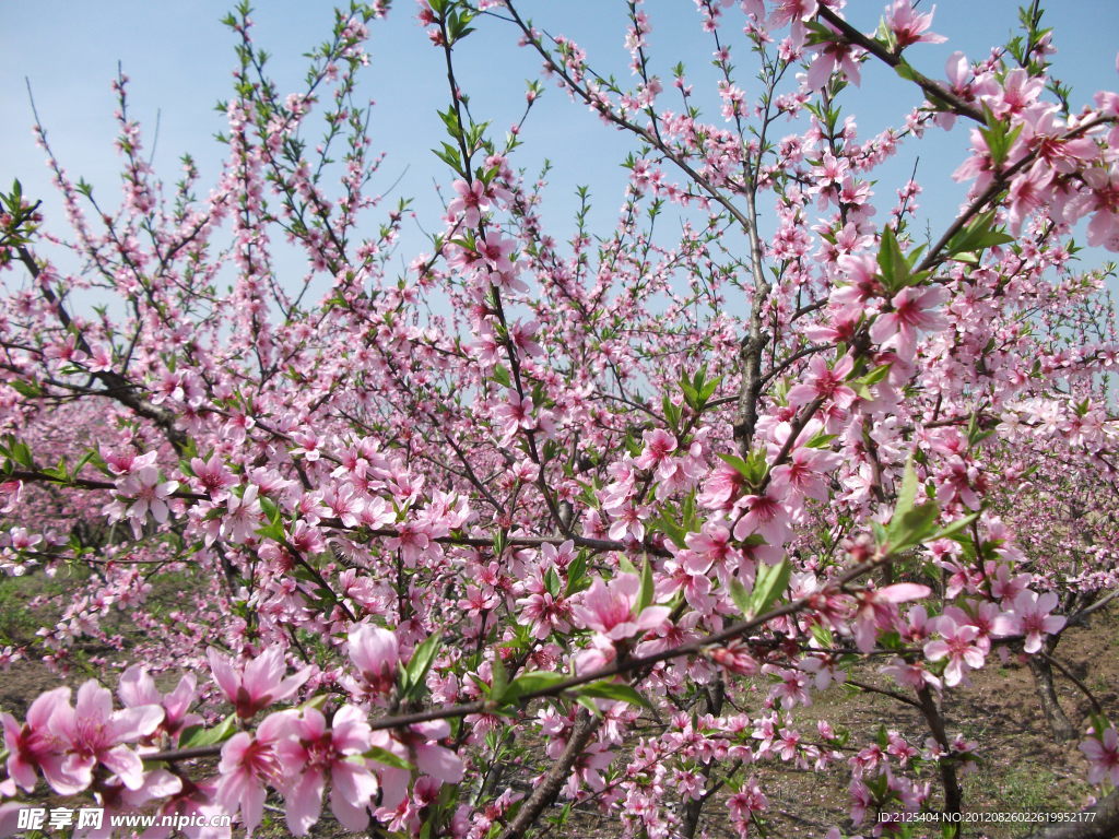 桃花