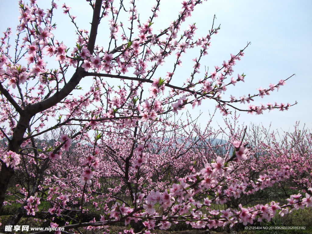 桃花
