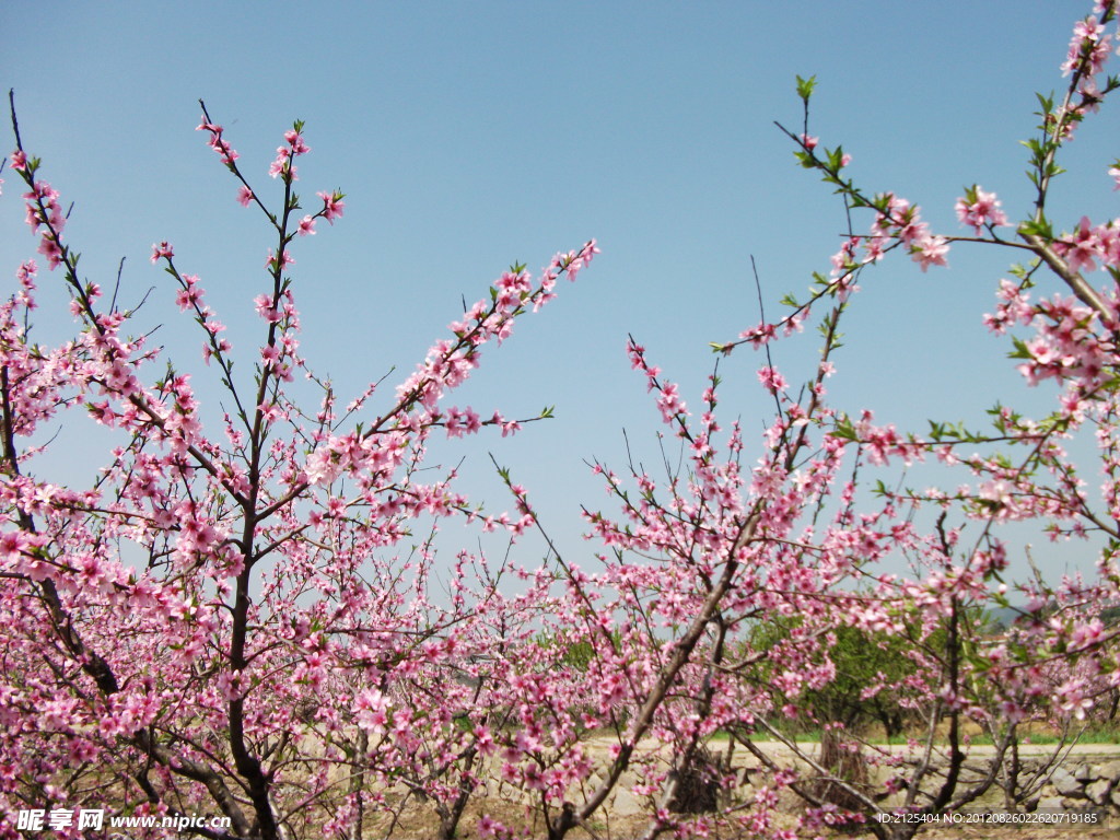 桃花