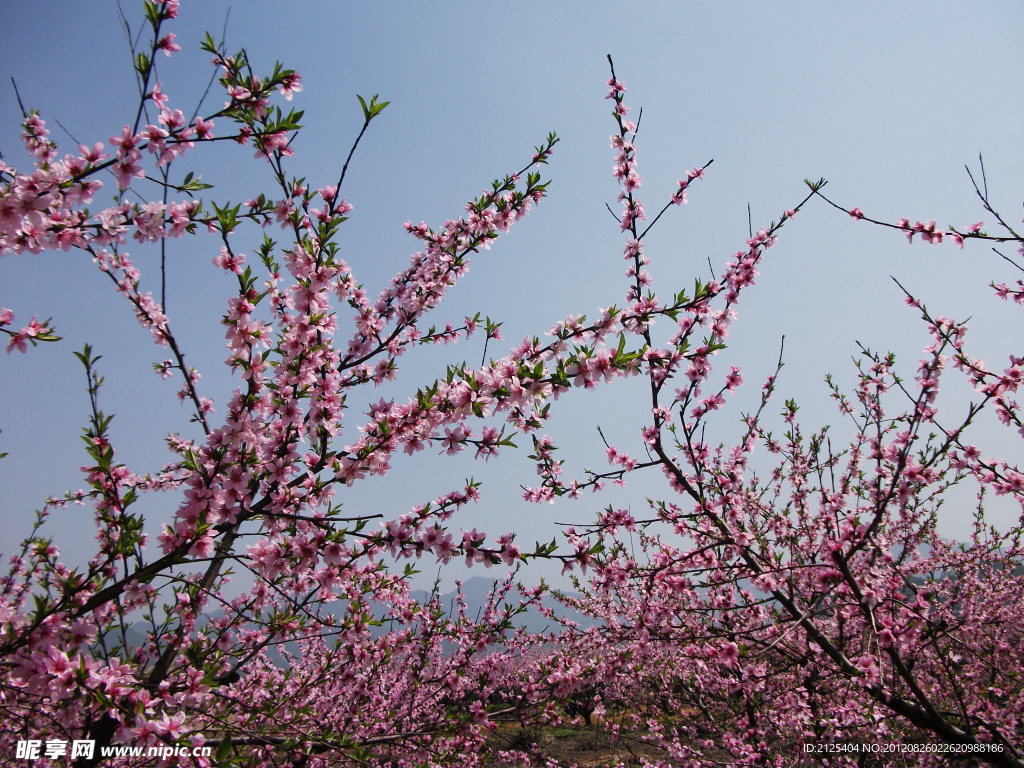桃花