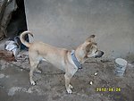 土狗