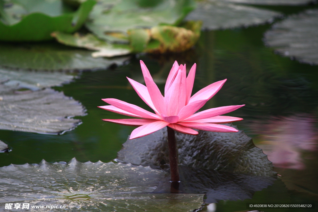 菏花