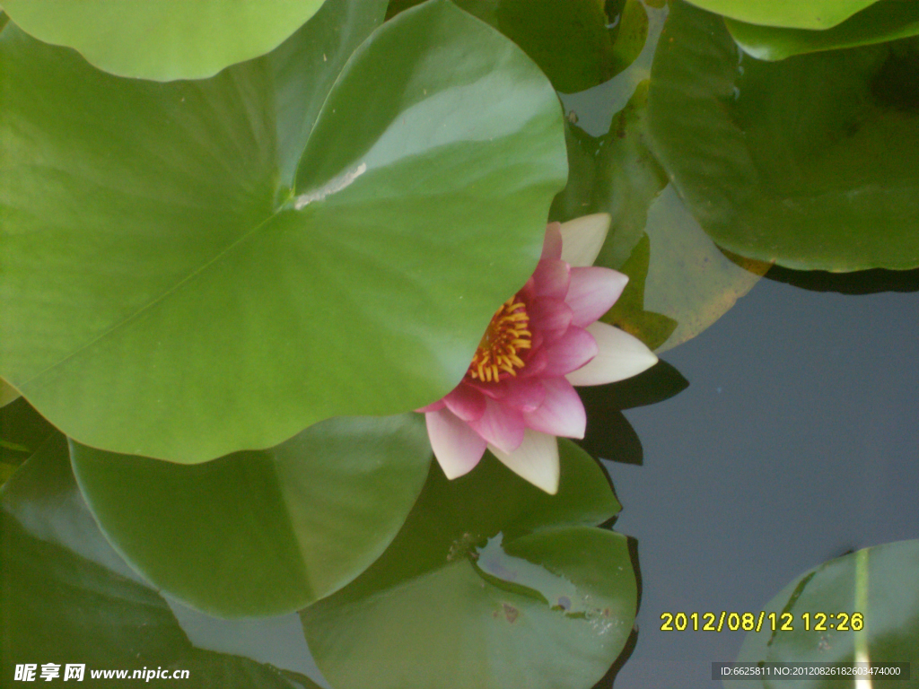 荷花
