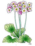 四季樱花