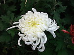 白菊