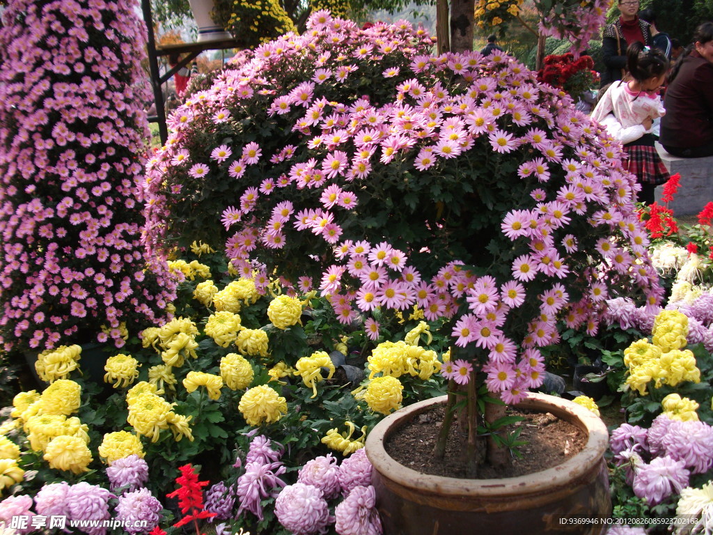 菊花