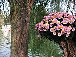 小菊花