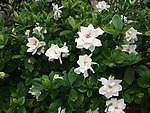 栀子花