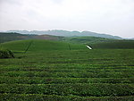 茶园