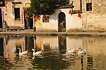 宏村 月湖 鹅