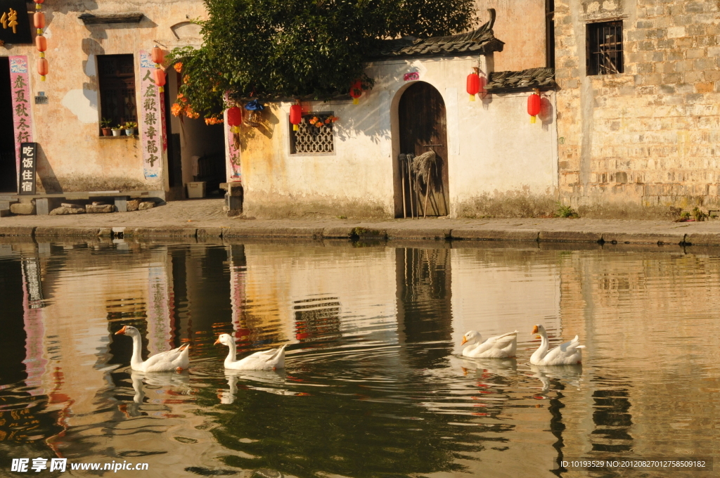 宏村 月湖 鹅