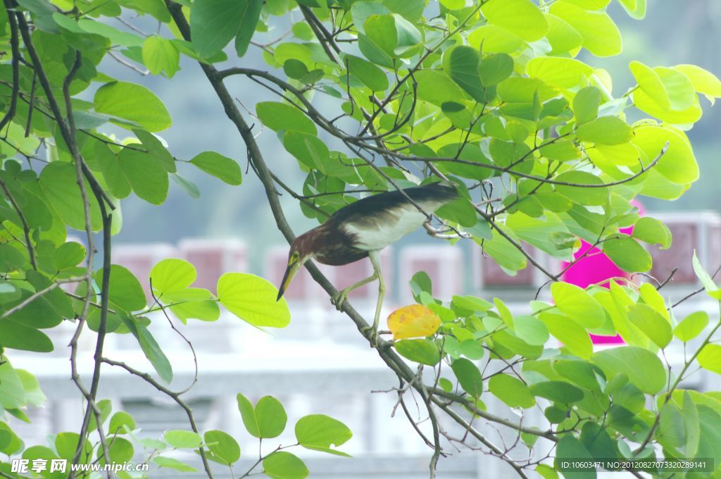 白鹭鸟