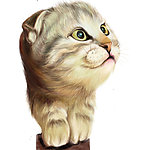 可爱猫咪