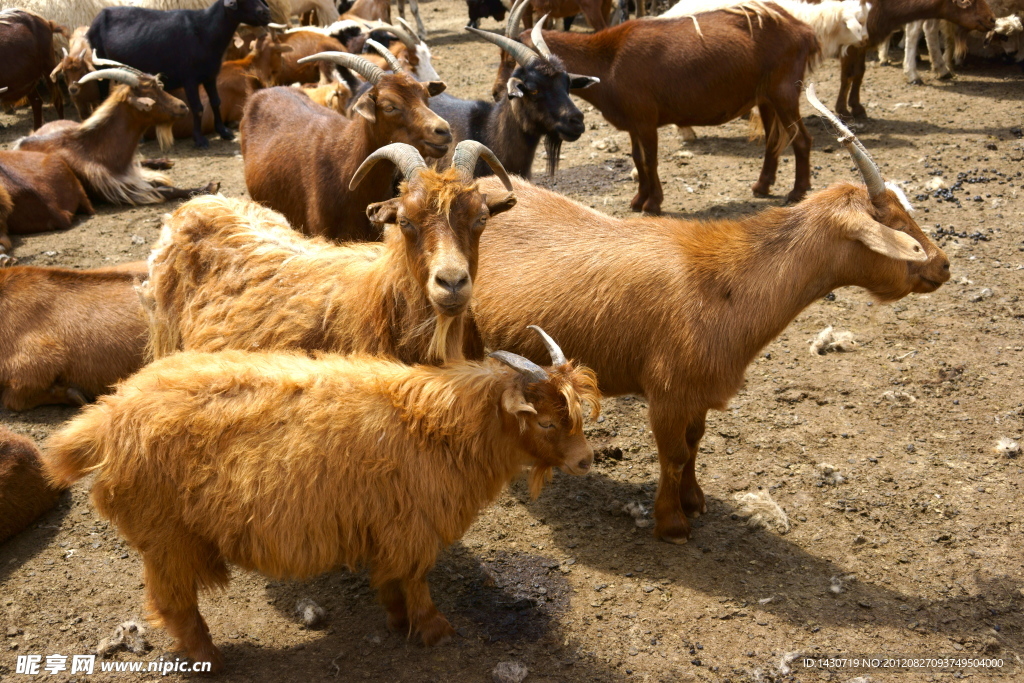 蒙古国草原上的羊