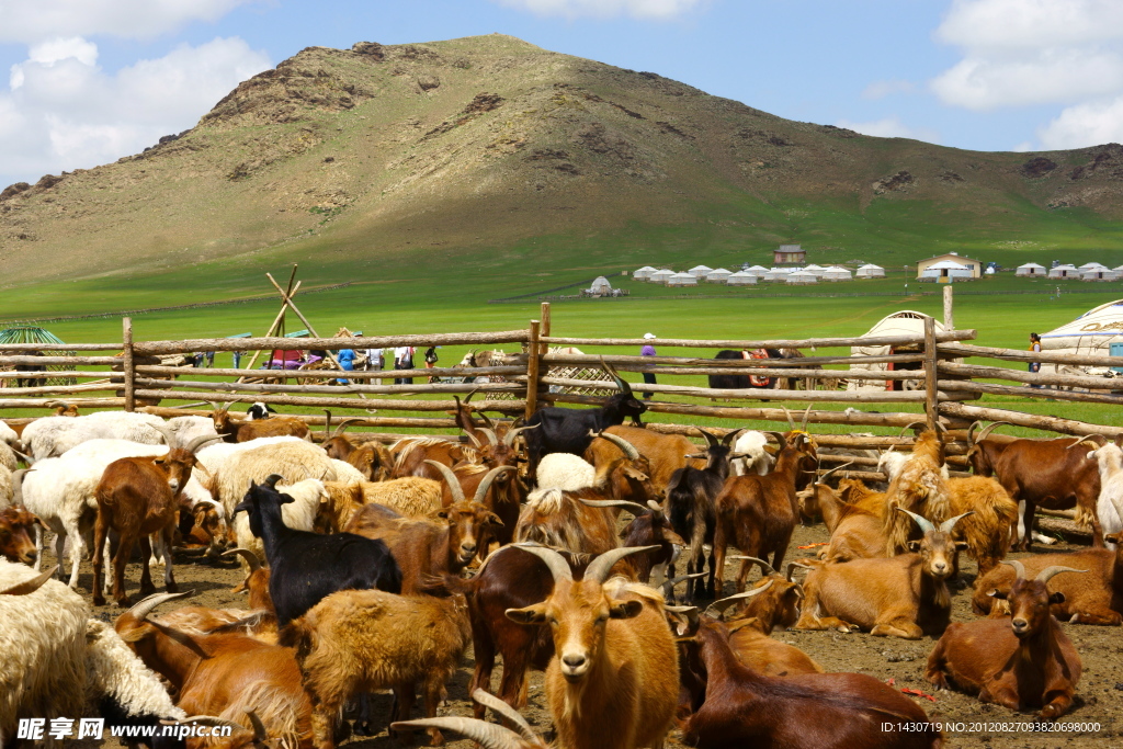 蒙古国草原上的羊群