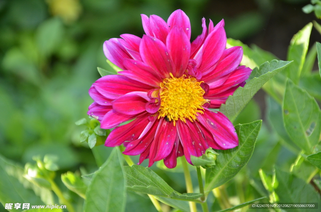 小丽花