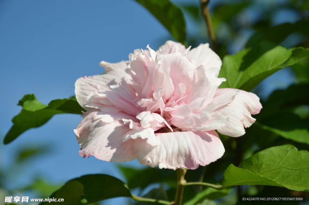 木槿花