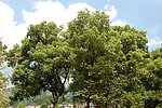 香樟树