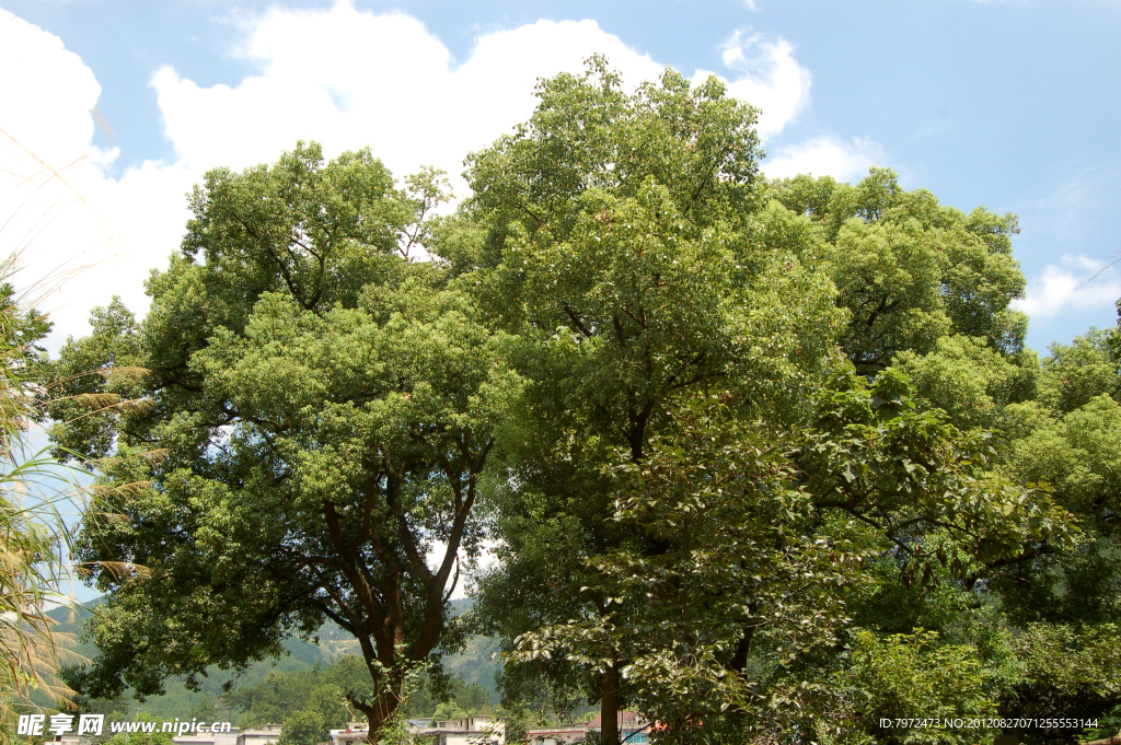 香樟树