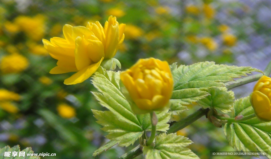 油茶花
