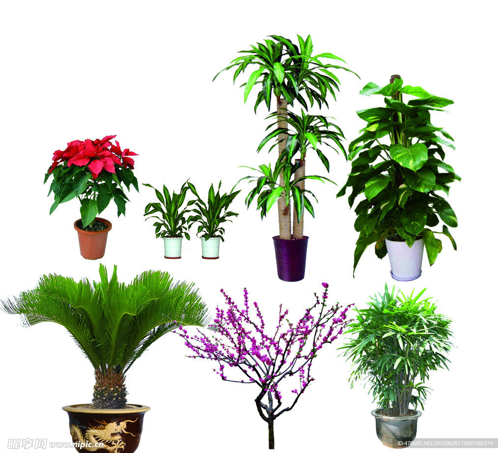 植物