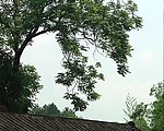 树荫