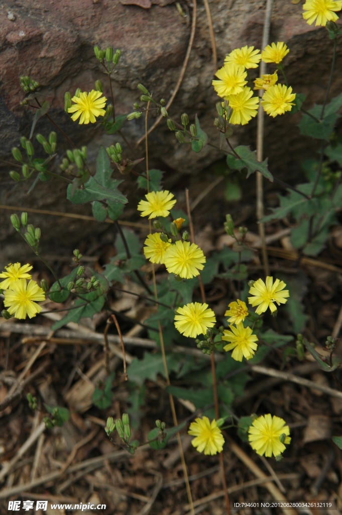 山间雏菊