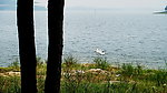 天鹅湖