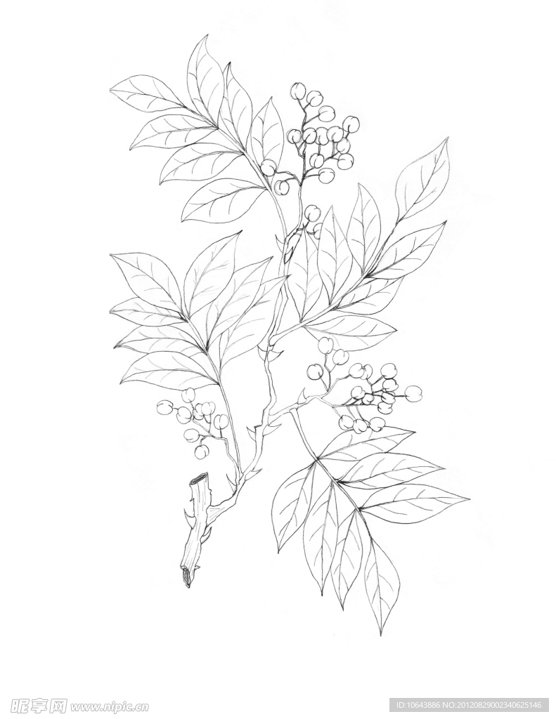 花椒