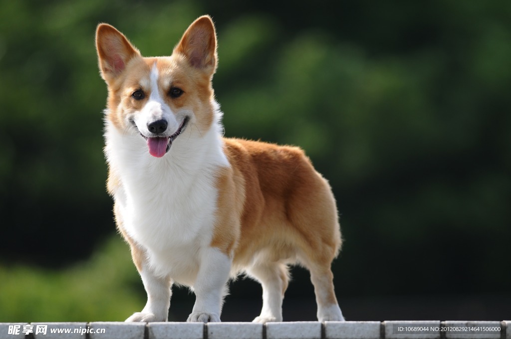 宠物狗