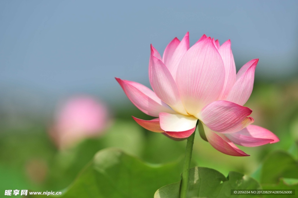 荷花