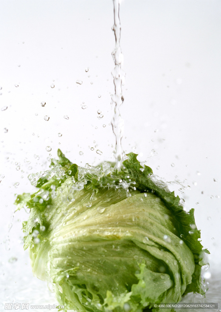 水中包菜