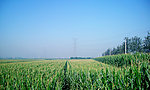 田野