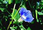 紫色牵牛花