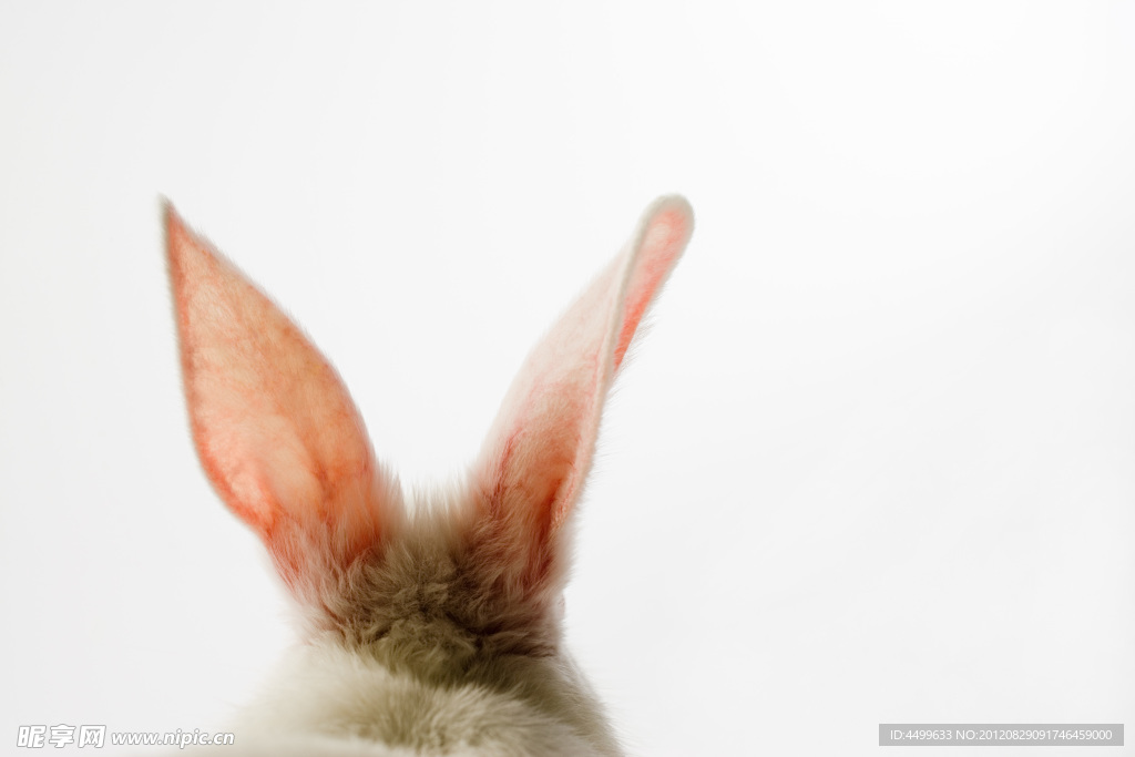 兔耳朵