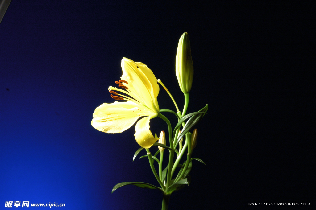 百合花