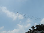 电线麻雀