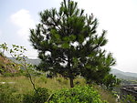 松树
