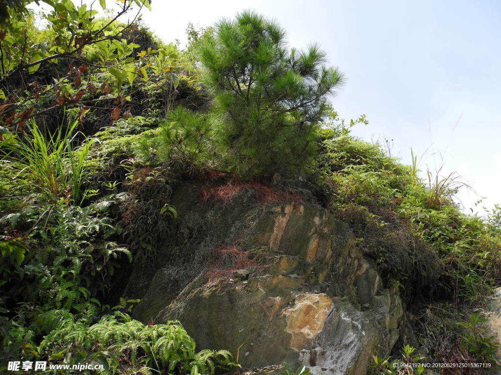 山松