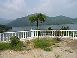 龙爪槐