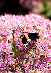 蜜蜂与花