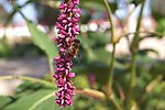 蜜蜂与花