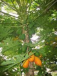 木瓜