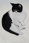 猫咪