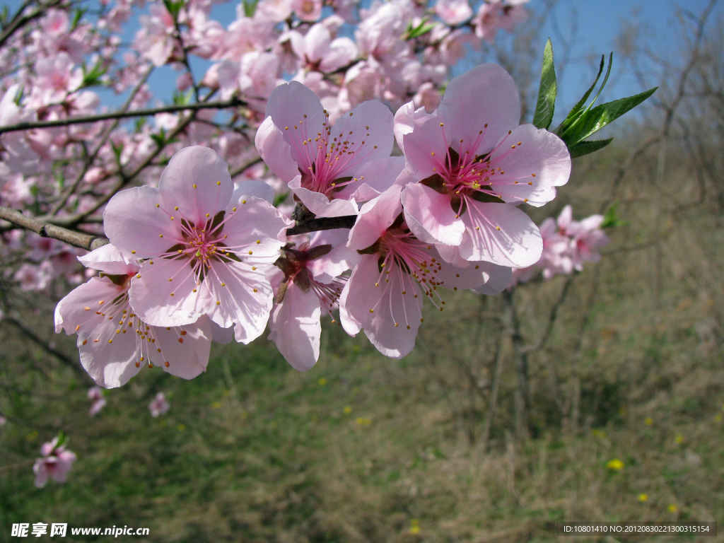 桃花