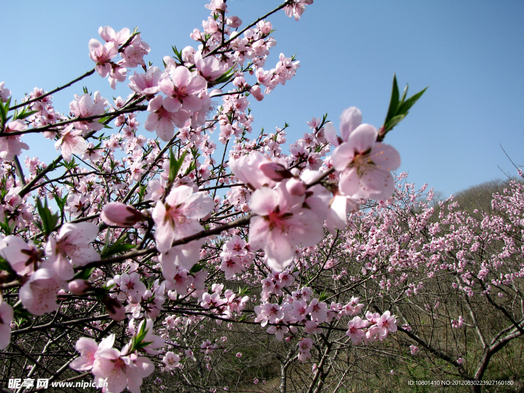 桃花