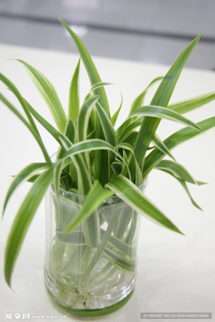 水中植物