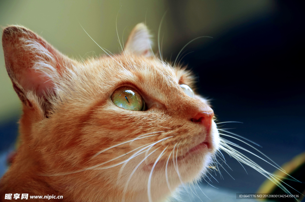 小猫